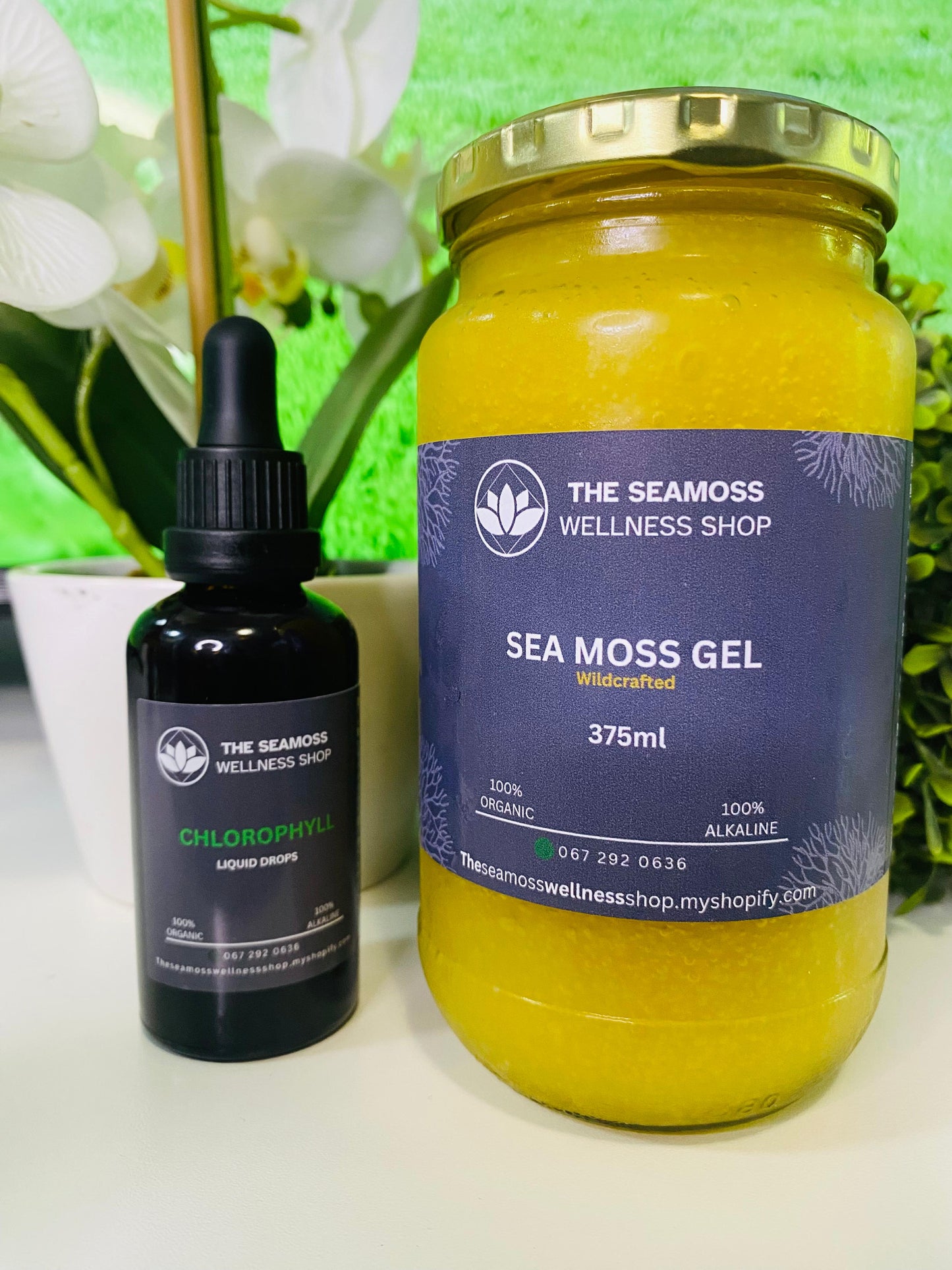 SEA MOSS GEL V CHLOROPHYLL LIQUID DROPS