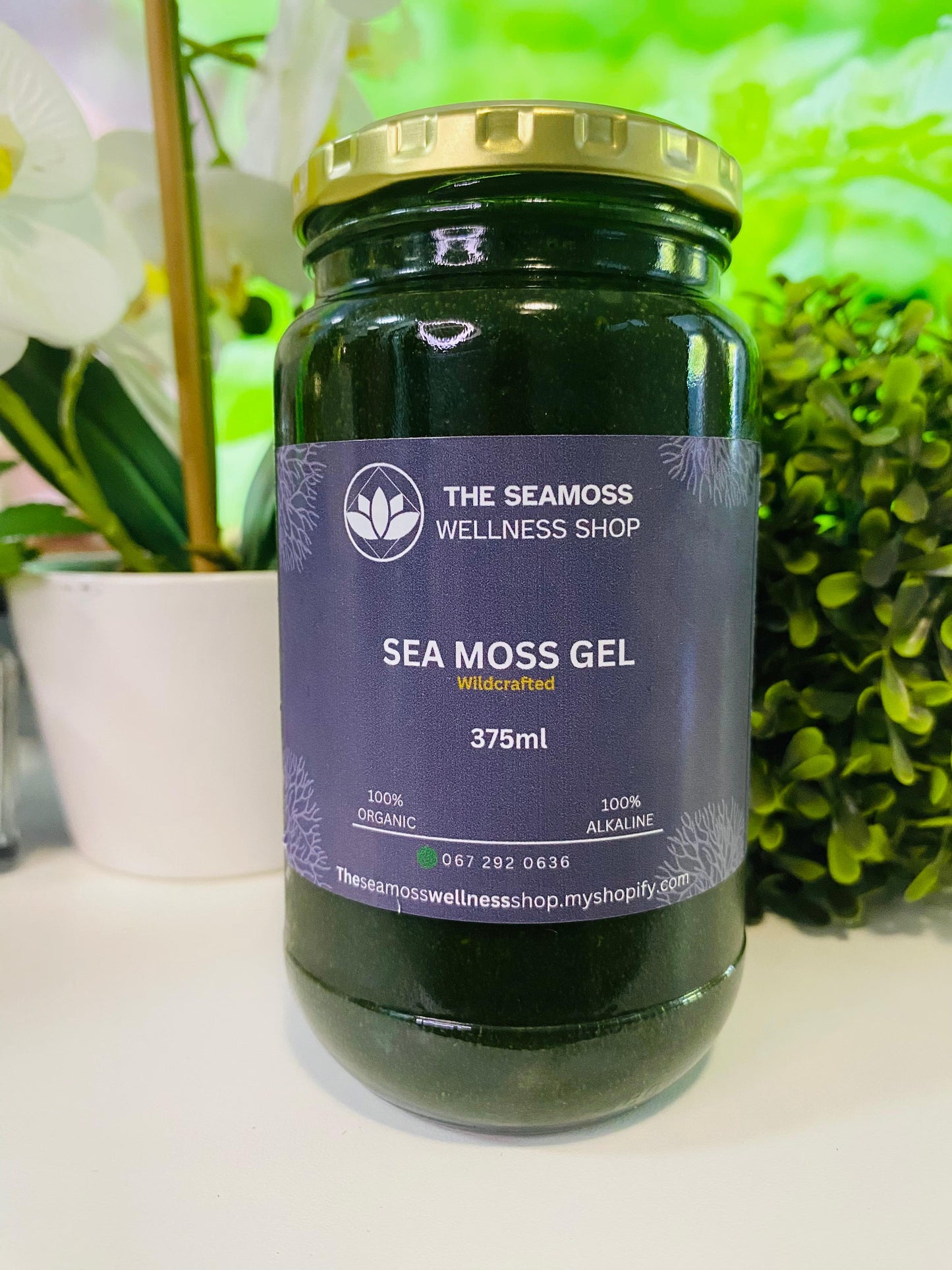 SEA MOSS GEL CHLOROPHYLL