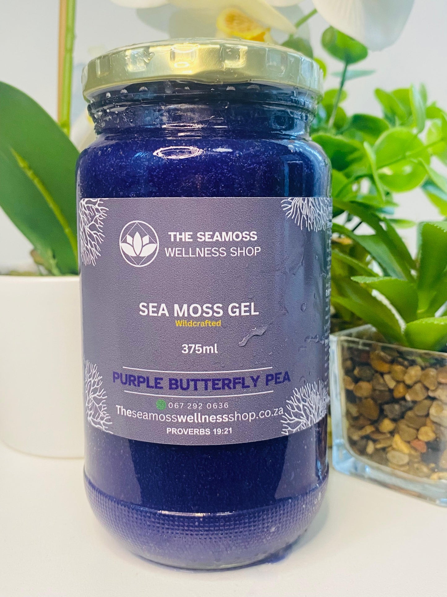 SEA MOSS GEL BUTTERFLY PEA  FLOWER
